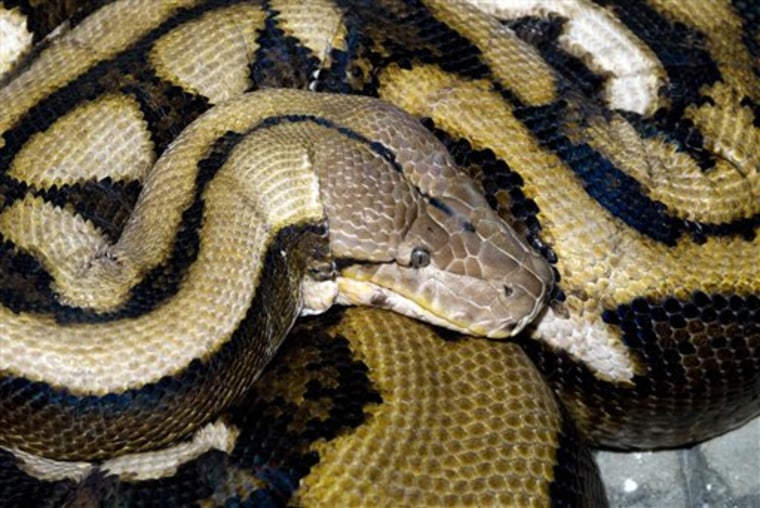 This undated photo released by the Columbus Zoo and Aquarium on Wednesday, Oct. 27, 2010, shows Fluffy, a reticulated python at the zoo. The 18-year-old snake was 24-feet-long and 300-pounds and held the title of longest snake living in captivity by Guinness World Records.
